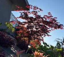 L'&eacute;rable s'&eacute;panouit &agrave; l'entr&eacute;e devant le portail