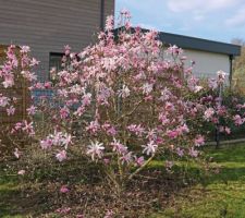 Boutons roses mais fleurs blanches, un &eacute;toil&eacute;, Magnolia Leonard Messel, le 1er &agrave; fleurir !