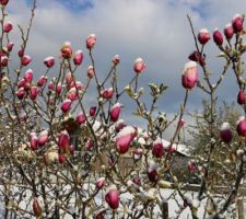 Les autres magnolias ont aussi re&ccedil;u la sauce ! Heureusement, juste avant l'ouverture des boutons ! (Ici magnolia Cleopatra)
