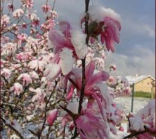 Neige de fin mars sur Magnolia &eacute;toil&eacute;