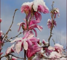 Neige de fin mars sur Magnolia &eacute;toil&eacute;