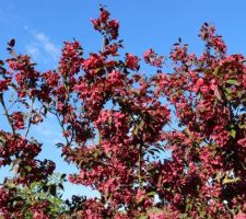 Fleurs du Malus Royalty (&agrave; p&eacute;tales simples, d'un beau rouge)