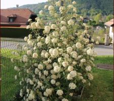 Viburnum Pragense, feuillage persistant, jolies feuilles &eacute;troites, coriaces et bien nervur&eacute;es