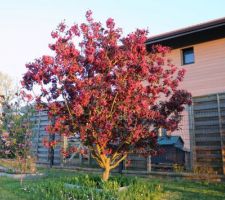 Malus Royalty (pommetier &agrave; feuillage pourpr&eacute;)