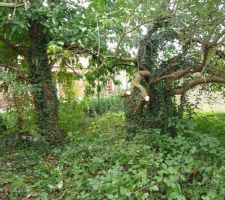 Les arbres