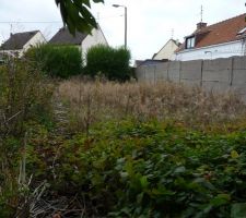 Juste après les arbre vers le fond