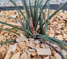 Yucca rouge qui va sortir une fleur