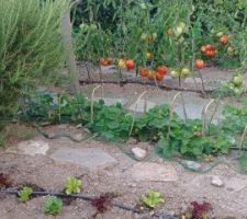 Quelques tomates...quelques fraises, un intrus melon ? quant aux salades nous en sommes &agrave; notre 2&egrave;me plantation