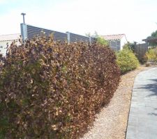 Quand la canicule tue la vie  de ton jardin  26.06.2026