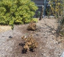 Les deux derniers hortensis arros&eacute;s mais c'etait peine perdue 26.06.2026