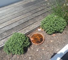 Les animaux souffrent e tles l&eacute;zards ont besoin d'eau pensez y et n'oubliez pas de mettre la margelle pour qu'ils puissent sortir la piscine est a l'ombre l'apr&egrave;s midi  non non ce n'est pas une cocotte bouilloire  eau fraiche remise reguli&egrave;rement
