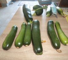Une partie de la recolte de courgettes de ce matin