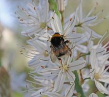 Sur l'asphod&egrave;le, je lisse mes ailes