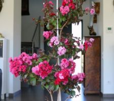 Lagerstroemia Dynamite. D'abord rouges, les fleurs deviennent roses en fin de floraison