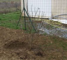 Le lilas a été planté