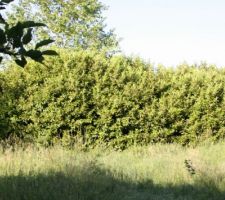 Haie c&ocirc;t&eacute; gauche du terrain qui s&eacute;pare notre terrain du parcours de sant&eacute;