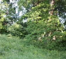 Les ch&ecirc;nes &agrave; droite de notre terrain.