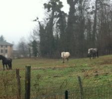 La les chevaux se demandent vraiment mais qu'est ce qu'il font ces cons avec leur piquets  !?