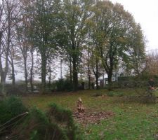 Abattage des arbres