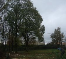 Abattage des arbres