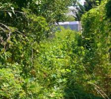 L&agrave; c'est le fond de notre terrain! Que de v&eacute;g&eacute;tation!