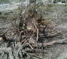 UNE 20AINE DE SOUCHE A ENLEVER