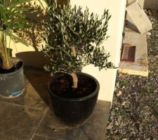 Le petit olivier mis en pot, mon chouchou!
