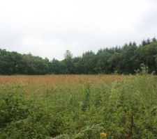 Vue depuis l'entr&eacute;e, avant la tonte ....