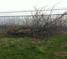 Arrachage par le terrasier du cerisier qui se trouvait dans la fond a gauche