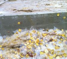 Apr&egrave;s la pluie le gel