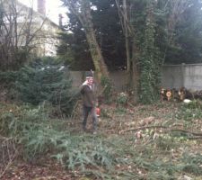 Abbatage des arbres