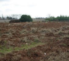 Juste apr&egrave;s l'arrachage des vignes, un champ de bataille !!!