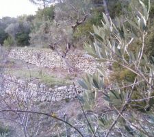 Apr&egrave;s un gros travail de d&eacute;broussaillage, les restanques apparaissent