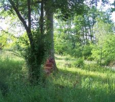 Le terrain encore sous forme de jungle ! :)