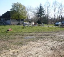 Nos voisines les vaches ......