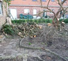 Cerisier  devient buche  et branchage a passer au broyeur 

heureusement que mon beau père est équipé pour le jardin