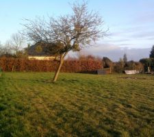 J'ai quand même gardé un pommier!!