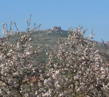8 février 2011. L'arrivée du printemps. Les amandiers sont en fleurs.