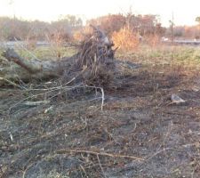 Abattage et dessouchage du tilleul