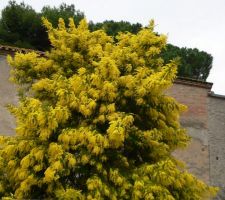 Les mimosas sont en fleurs.
