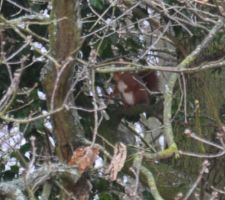 Un voisin côté bois