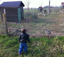 Nos futurs voisins a 2 pattes !!! Quel bonheur pour notre fille