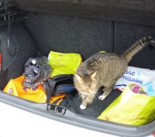 Bon il préfère le coffre de la voiture