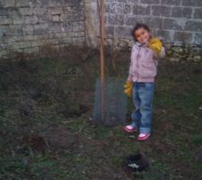 On doit sacrifier un mirabellier MAGNIFIQUE alors on a replanter un de ses "b&eacute;b&eacute;".