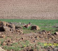 Un intrus sur le terrain