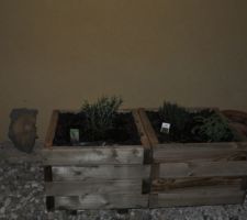 Plantation d'aromatiques