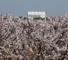 Les abricotiers sont en fleurs.