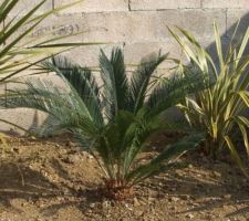 Le nouveau Cycas