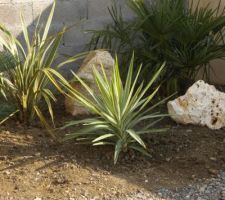 Le nouveau Yucca