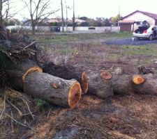 Le tilleul en "petits" morceaux